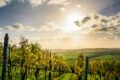 Image d'un paysage de vignes